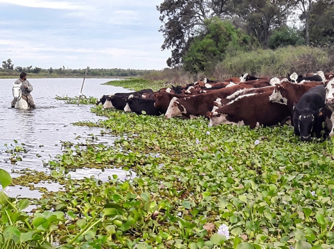 Por el fenómeno El Niño, ya trasladaron más de 500.000 animales de las islas ante la crecida del Paraná. (Crédito: GSF)